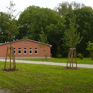 Johanna Wirth - Landschaftsarchitektin - Freiraumplanung Fontanepark Letschin, Ulmen